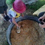 Miodowi Skauci- dzieci napełniają kukurydzą butelkę