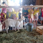Miodowi Skauci- dzieci oglądają kozę 