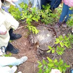 Wycieczka do Nadleśnictwa Dojlidy- spacer po lesie