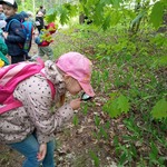 Wycieczka do Nadleśnictwa Dojlidy- dziecko ogląda  przez lupę owady i rośliny