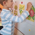 Dzień Jabłka - chłopiec przypina obrazek na tablicę