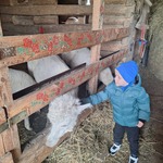 Alpaki z Różanej Zagrody- dziecko głaszcze alpakę