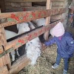 Alpaki z Różanej Zagrody- dziecko głaszcze alpakę