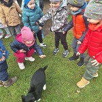 Alpaki z Różanej Zagrody- dzieci starają się pogłaskać kota 