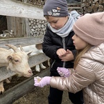 Alpaki z Różanej Zagrody - dzieci karmią kozy
