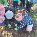 Przedszkolaki na wykopkach w Pacowej Chacie- dzieci na polu zbierają ziemniaki