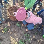 Przedszkolaki na wykopkach w Pacowej Chacie- dzieci na polu zbierają ziemniaki
