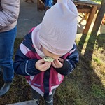 Przedszkolaki na wykopkach w Pacowej Chacie- dziewczynka je pieczonego ziemniaka
