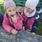 Przedszkolaki na wykopkach w Pacowej Chacie- dziewczynka je pieczonego ziemniaka