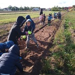 Przedszkolaki na wykopkach w Pacowej Chacie- dzieci na polu
