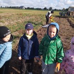 Przedszkolaki na wykopkach w Pacowej Chacie- dzieci na polu