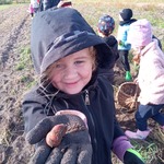 Przedszkolaki na wykopkach w Pacowej Chacie- dzieci na polu