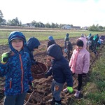 Przedszkolaki na wykopkach w Pacowej Chacie- dzieci na polu
