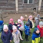 Wycieczka do Alpak z Różanej Zagrody - Tygryski obserwują kury