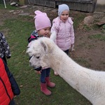 Wycieczka do Alpak z Różanej Zagrody  - dzieci karmią alpaki na wybiegu