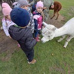 Wycieczka do Alpak z Różanej Zagrody - dzieci karmią alpaki na wybiegu