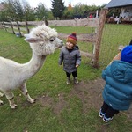 Wycieczka do Alpak z Różanej Zagrody - dzieci karmią alpaki na wybiegu