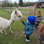 Wycieczka do Alpak z Różanej Zagrody  - dzieci karmią alpaki na wybiegu
