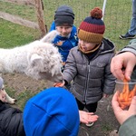 Wycieczka do Alpak z Różanej Zagrody - dzieci karmią alpaki na wybiegu