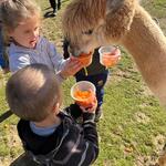 Wycieczka do wioski alpak- dzieci karmią zwierzęta