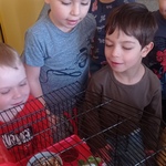 Wizyta chomika- dzieci obserwują chomika w klatce